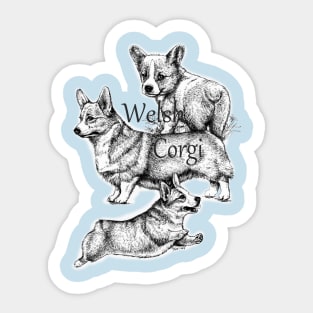 3 Corgi's Sticker